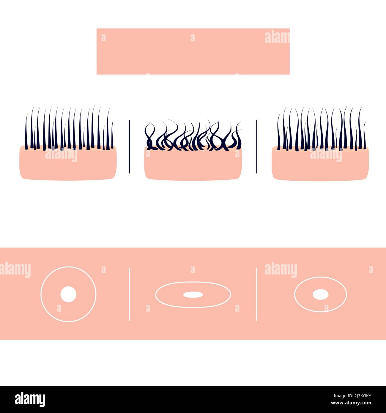 Types de cheveux, illustration conceptuelle Banque D'Images