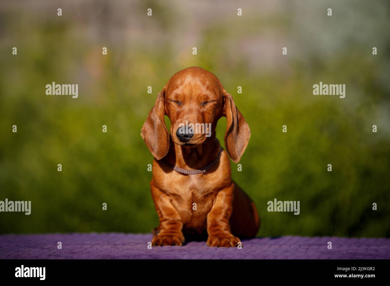 Petit daschund endormi chiot sur table à l'extérieur Banque D'Images