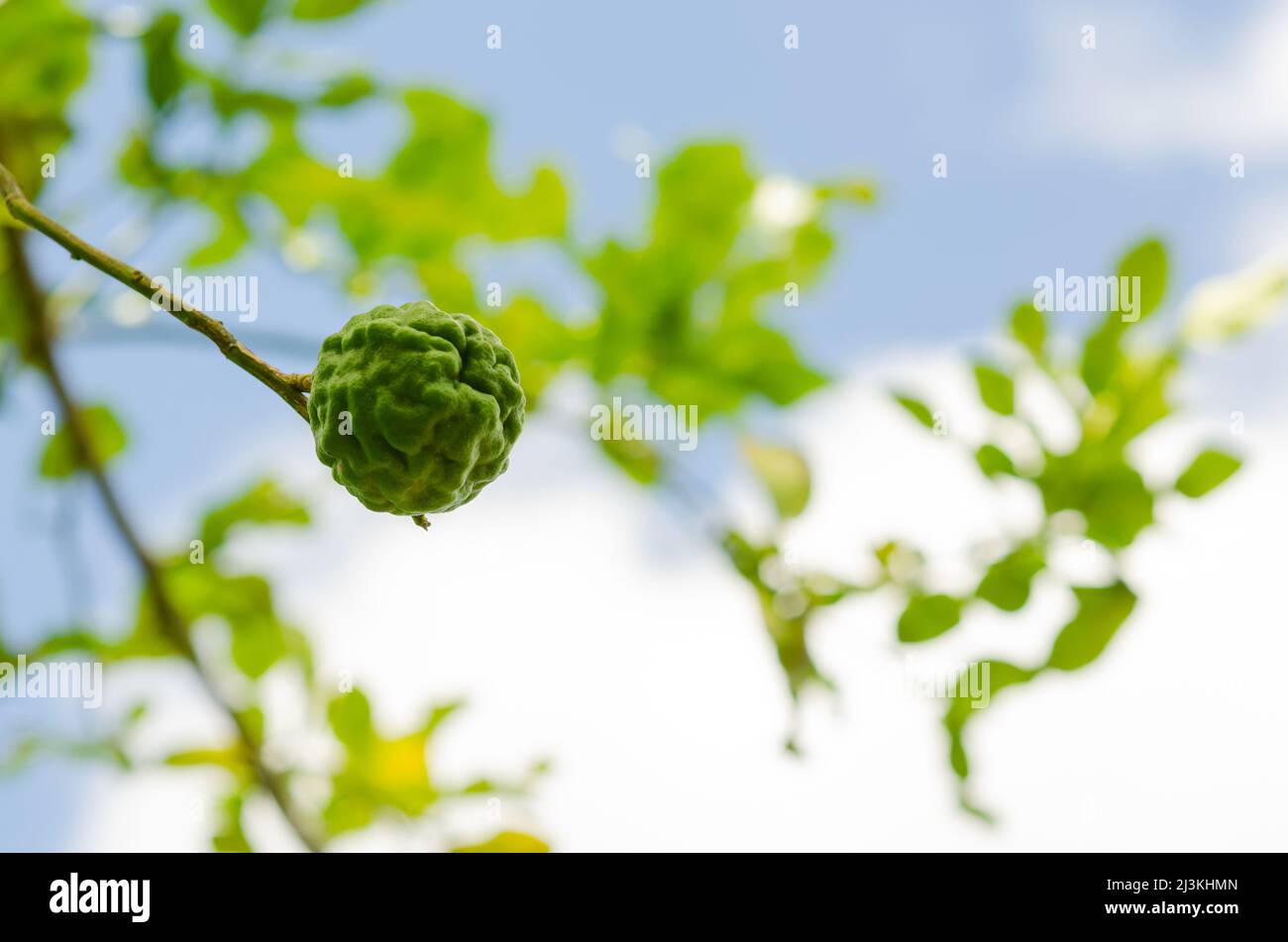 Kaffir citron vert ou Citrus hystrix sur son arbre qui utilisent pour cuire ou extraire l'arôme d'huile. Banque D'Images
