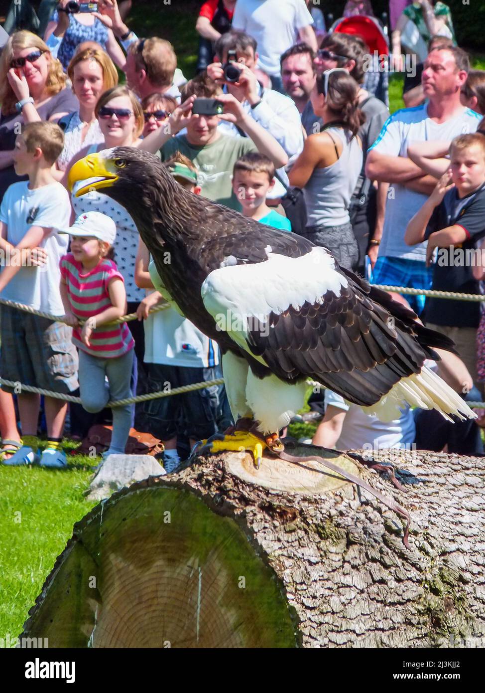 Un aigle de mer de Steller perché sur une bûche fait partie de la démonstration des oiseaux de proie Quest de Falconer au château de Warwick à Warwickshire, en Angleterre, au Royaume-Uni. Banque D'Images