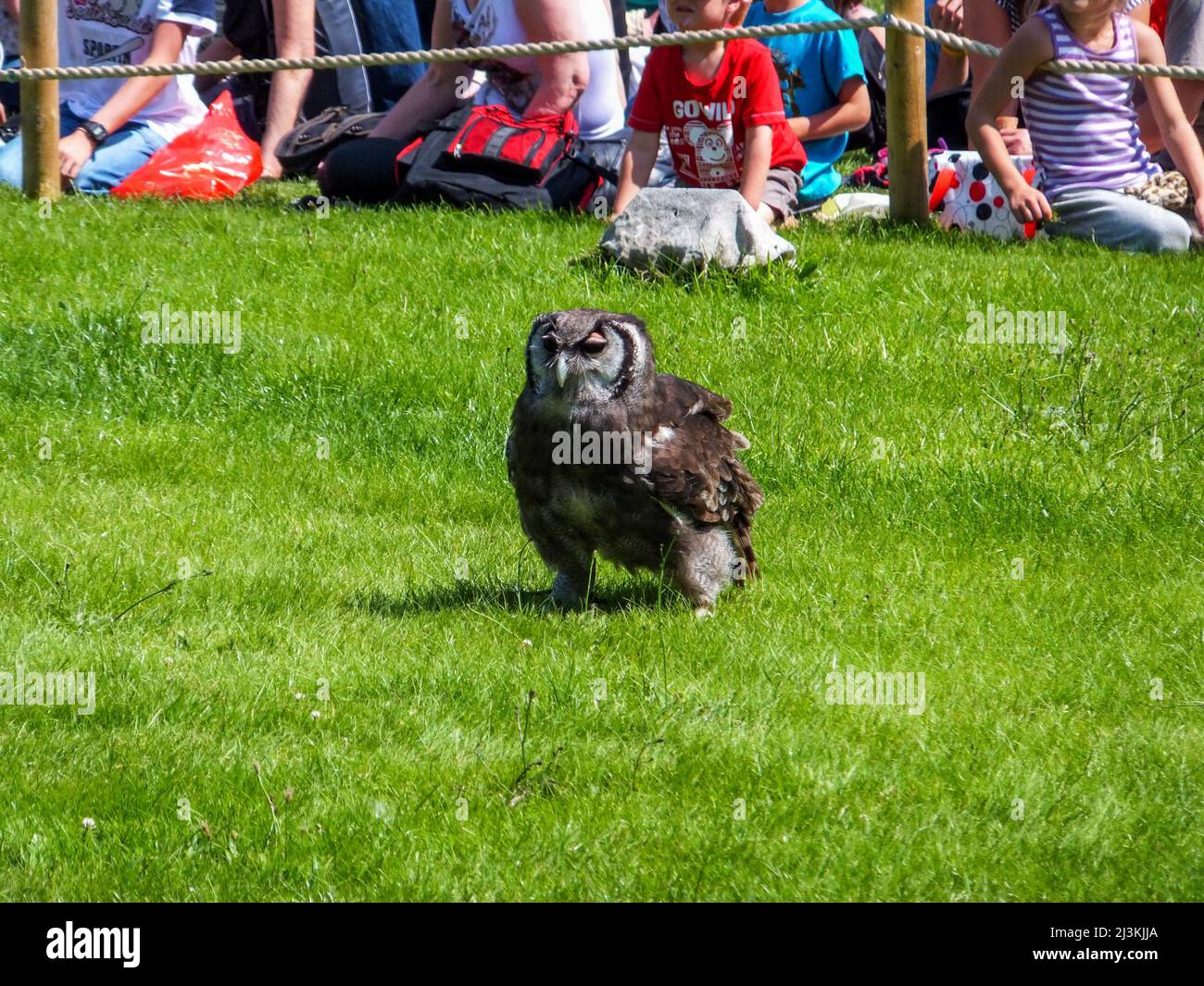 Un hibou des aigles de Verreaux fait partie de la démonstration des oiseaux de proie Quest de Falconer au château de Warwick à Warwickshire, en Angleterre, au Royaume-Uni. Banque D'Images