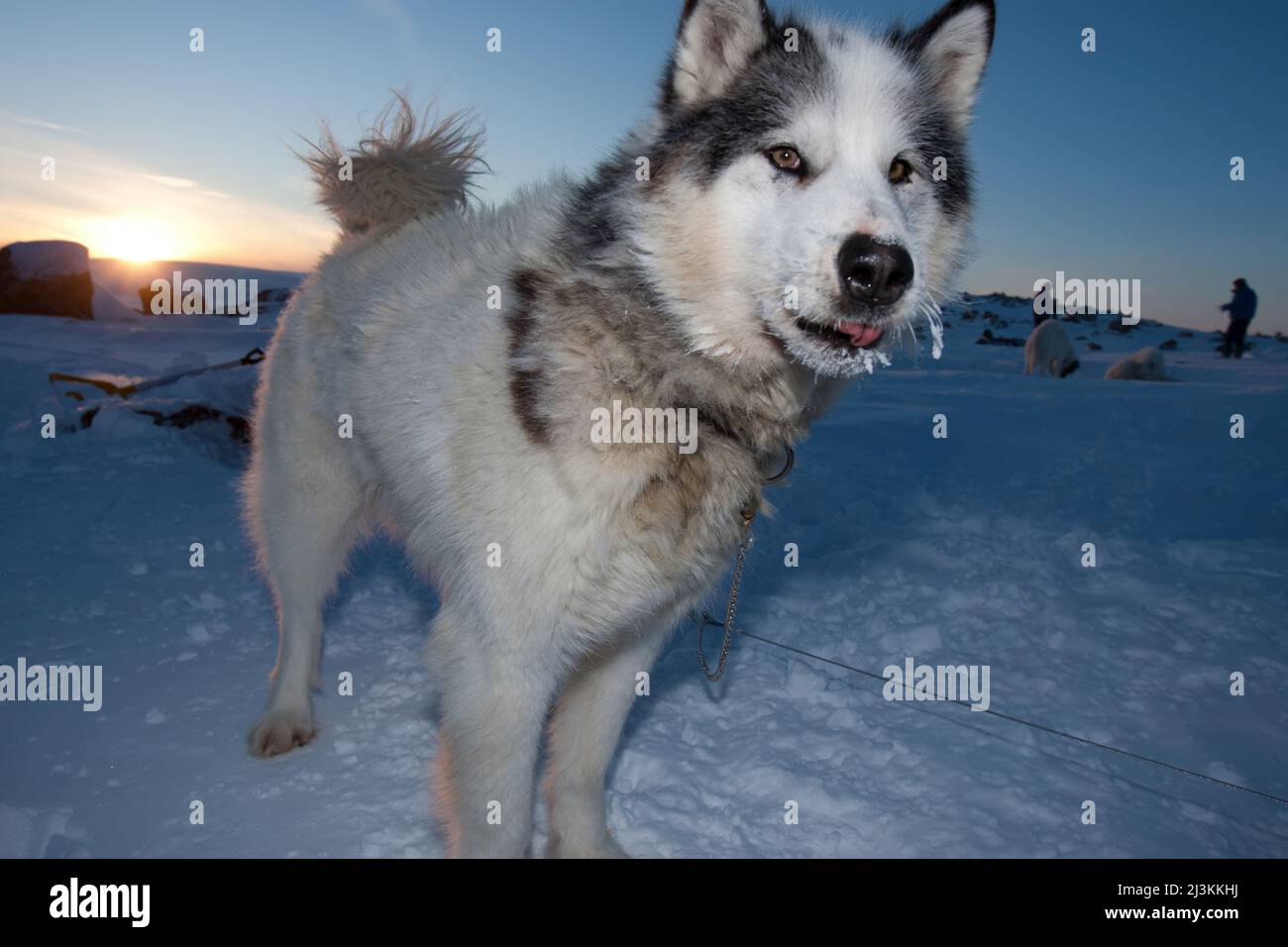 Un chien de traîneau a un nez givré lors d'un degré -40 le coucher du soleil. l'Arctique Banque D'Images