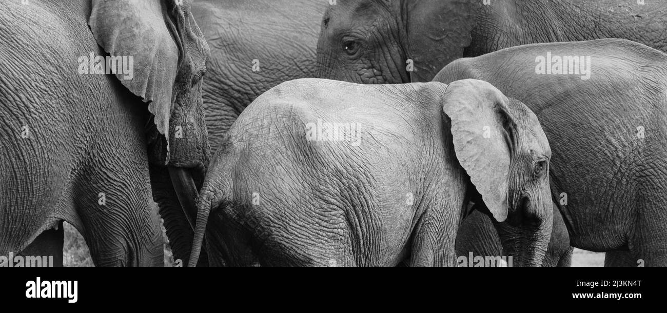 Éléphants d'Afrique (Loxodonta) au parc national des éléphants d'Addo; Cap-est, Afrique du Sud Banque D'Images