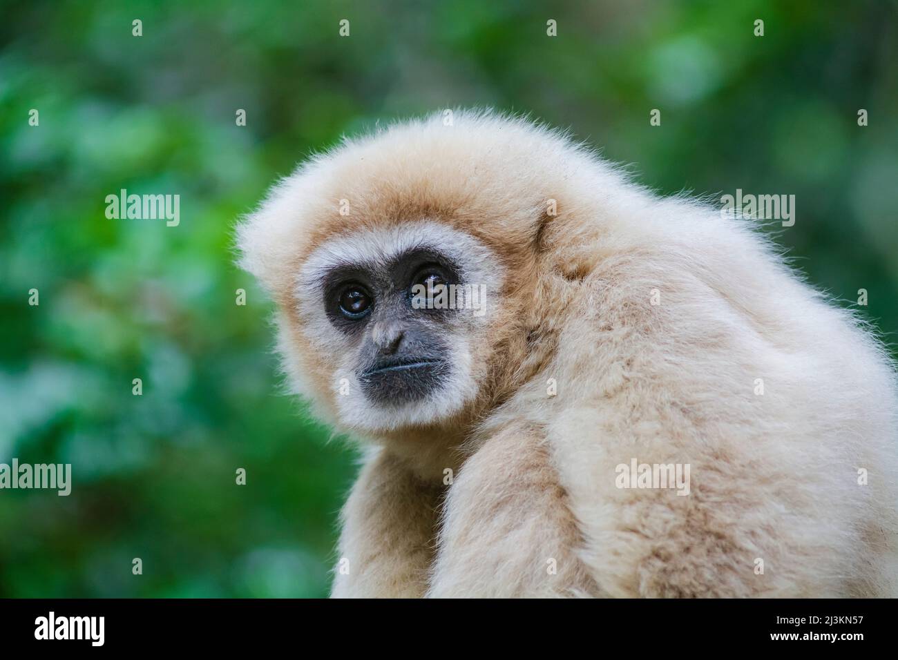 Portrait en gros plan d'un gibbon à main blanche, alias lar gibbon (Hylobates lar), dans le sanctuaire des primates de Monkeyland, près de la baie de Pletteberg Banque D'Images