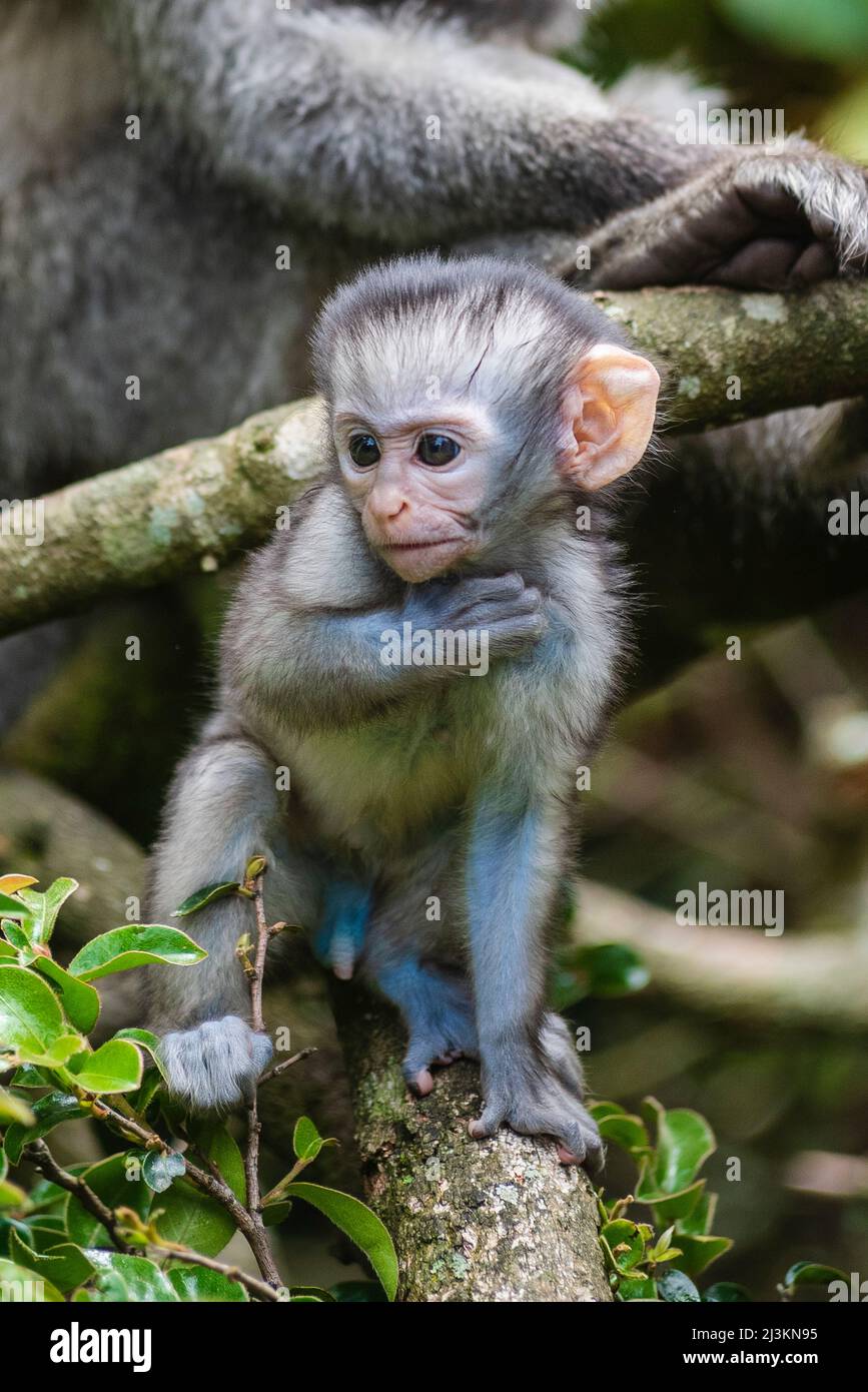 Singe de bébé Vervet (Chlorocebus pygerythrus) avec adulte en arrière-plan au sanctuaire de primates de Monkeyland près de la baie de Pletteberg, Afrique du Sud Banque D'Images