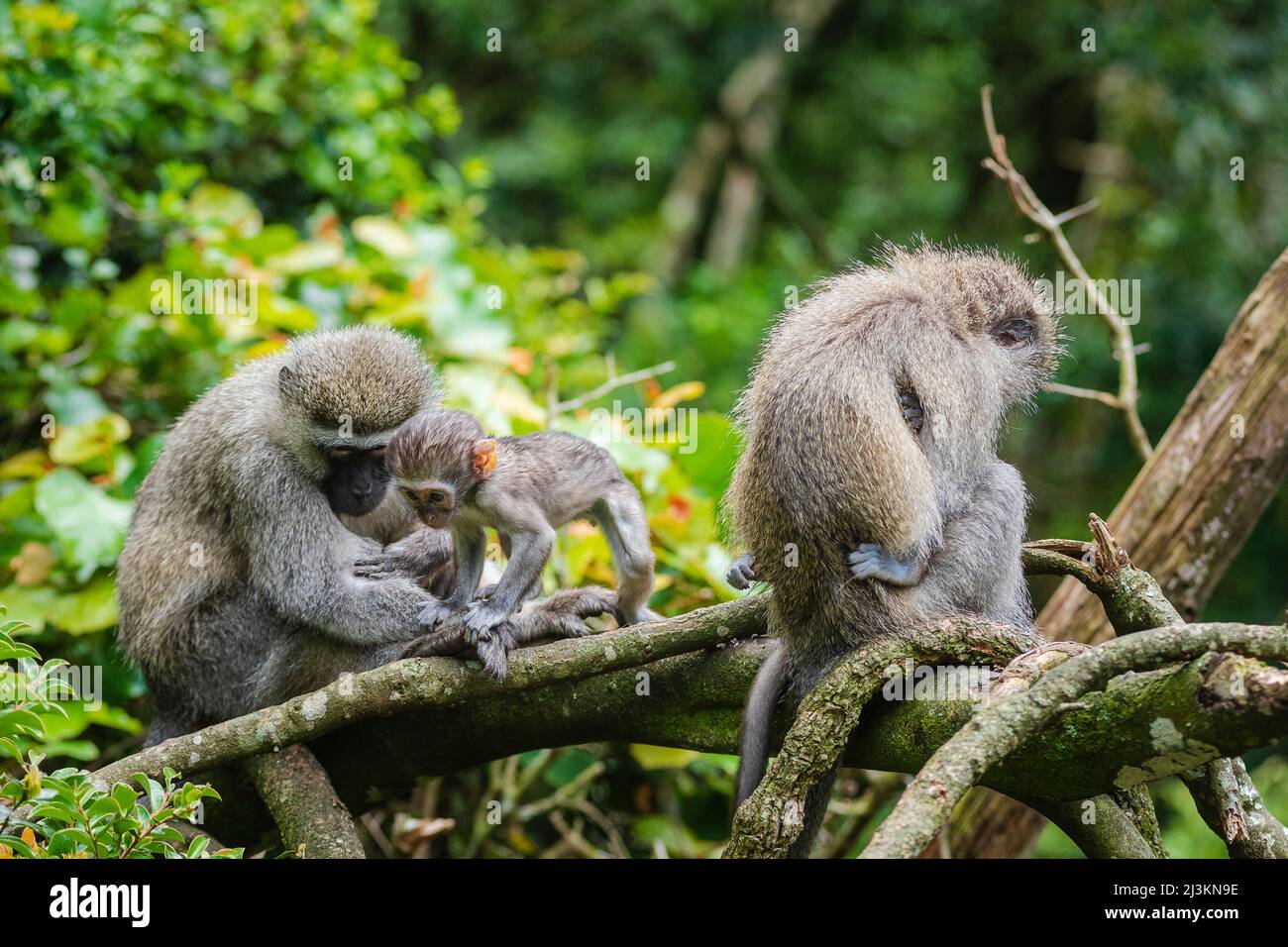 Famille de singes vervet (Chlorocebus pygerythrus) au sanctuaire de primates de Monkeyland près de la baie de Pletteberg, Afrique du Sud; Afrique du Sud Banque D'Images