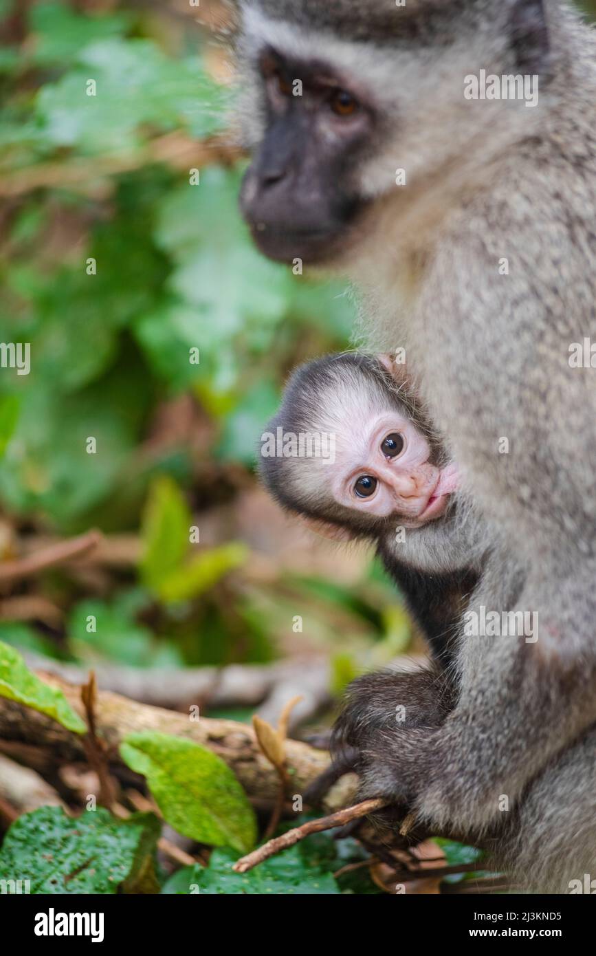 Bébé singe Vervet (Chlorocebus pygerythrus) qui allaite de mère au sanctuaire de primates de Monkeyland près de la baie de Pletteberg, Afrique du Sud; Afrique du Sud Banque D'Images