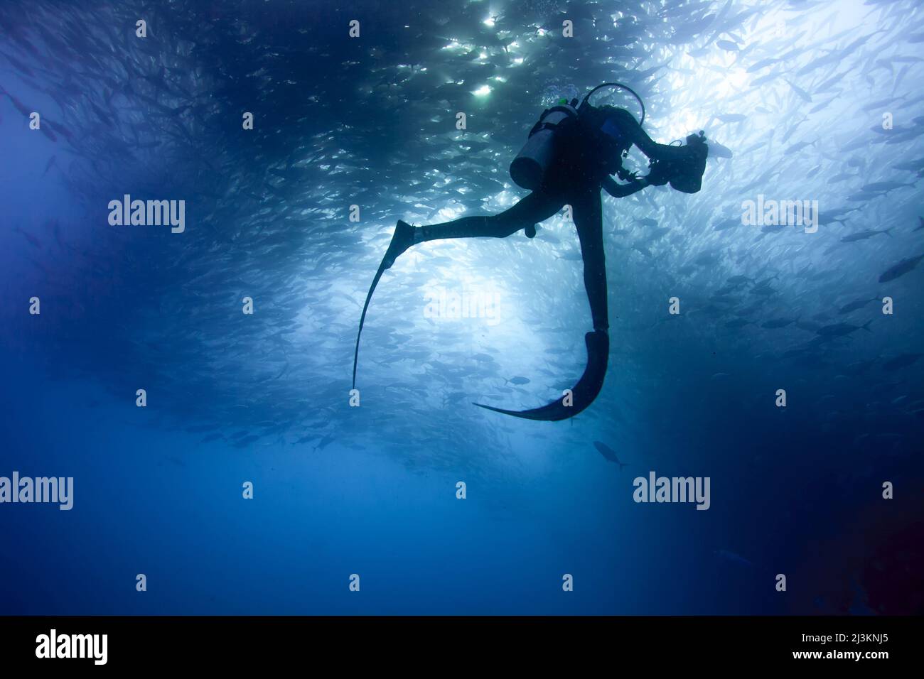 Un plongeur nage avec une grande école de poissons-rajack; Cabo San Lucas, Baja California sur, Mexique Banque D'Images