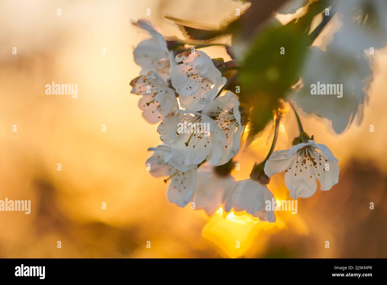 Gros plan des fleurs du cerisier aigre (Prunus cerasus) rétroéclairé par la lumière du soleil dorée au printemps; Bavière, Allemagne Banque D'Images