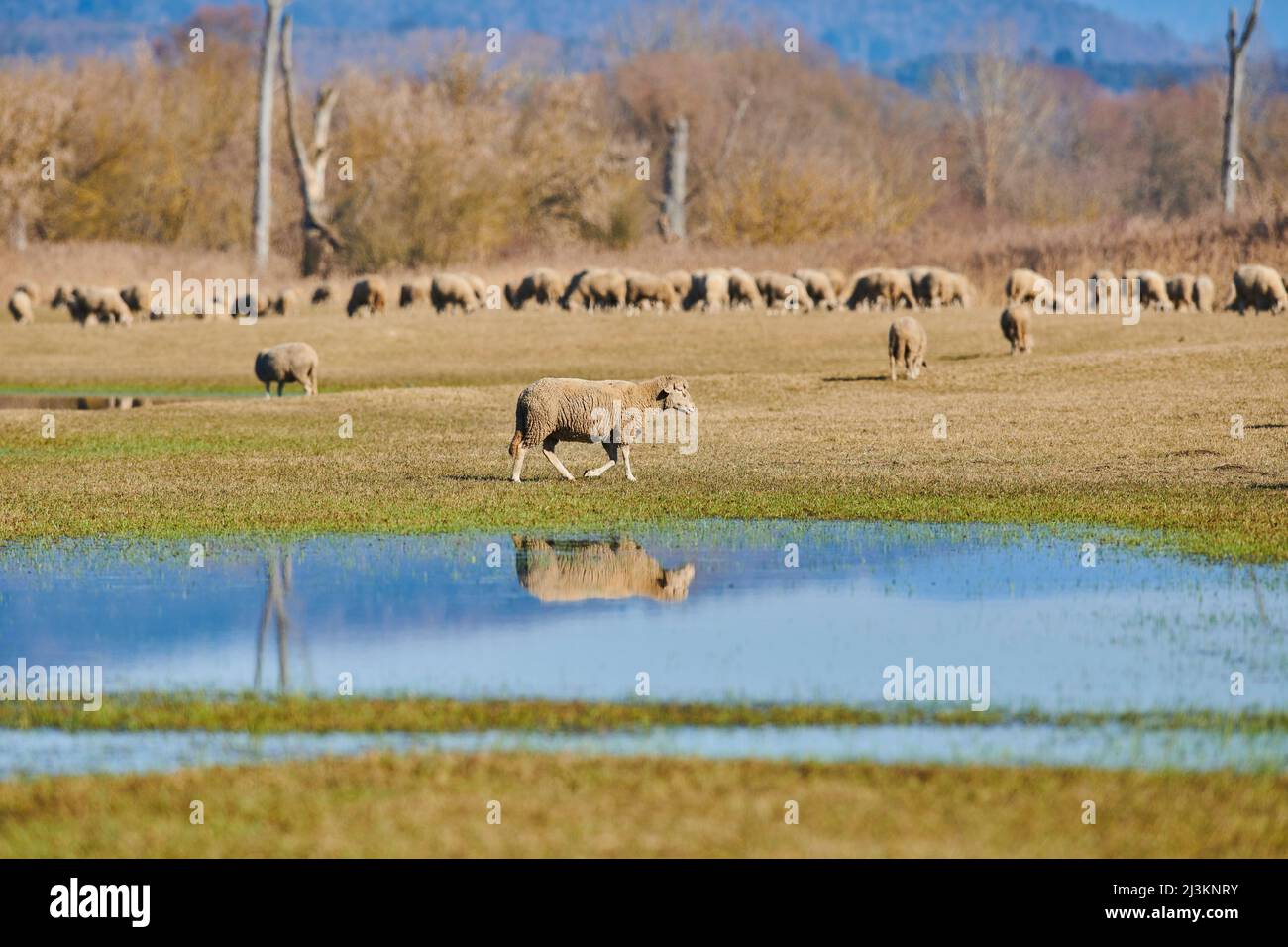 Moutons (Ovis aries) marchant sur un pré avec des flaques d'eau avec un troupeau paître en arrière-plan; Haut-Palatinat, Bavière, Allemagne Banque D'Images