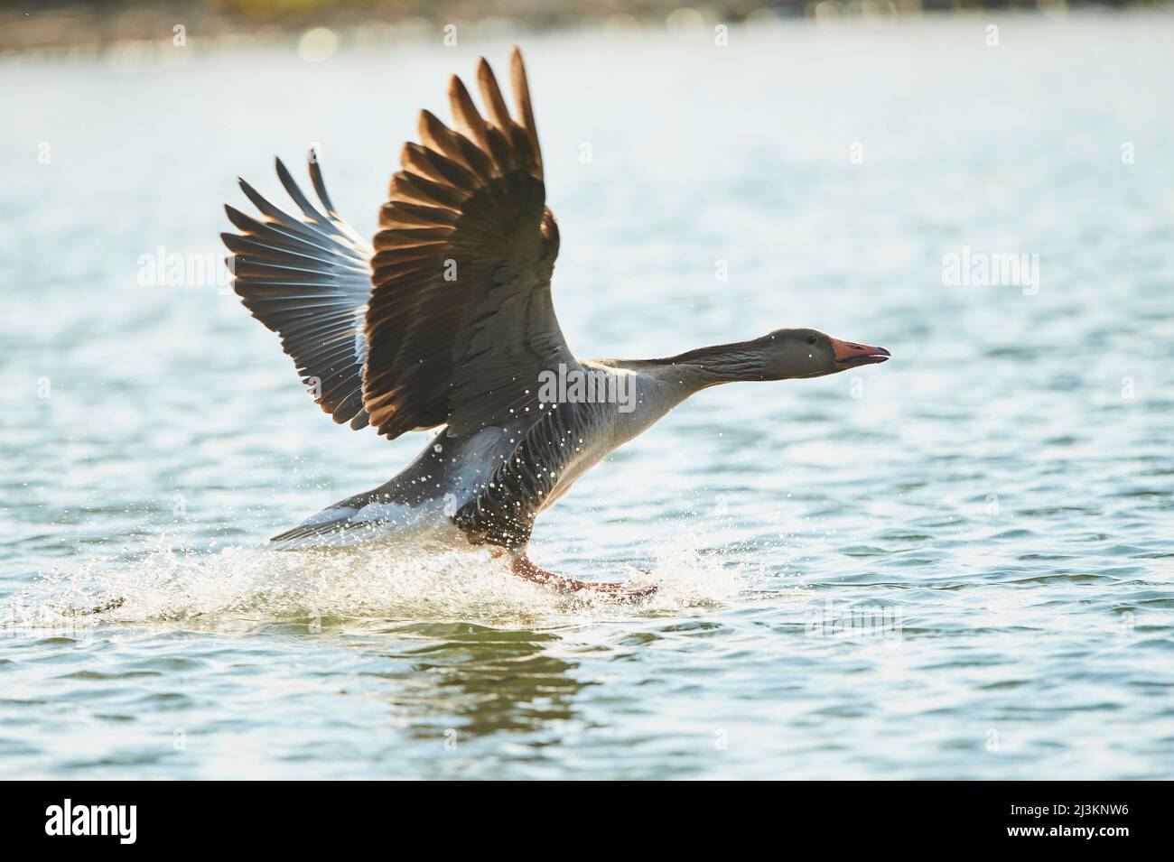 La gréylag (Anser anser) prend le vol dans un lac; Bavière, Allemagne Banque D'Images