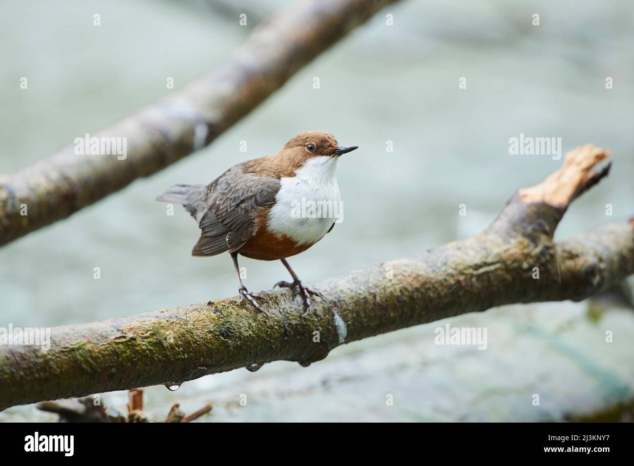 Balancier à gorge blanche (Cinclus cawans) perché sur une branche de la rivière Isar ; Munich, Bavière, Allemagne Banque D'Images