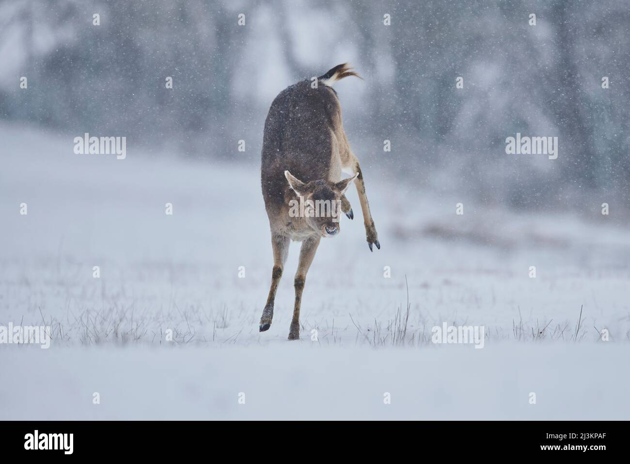 Le doe de cerf de Virginie (Dama dama) bondissant dans la chute de neige, captive; Bavière, Allemagne Banque D'Images