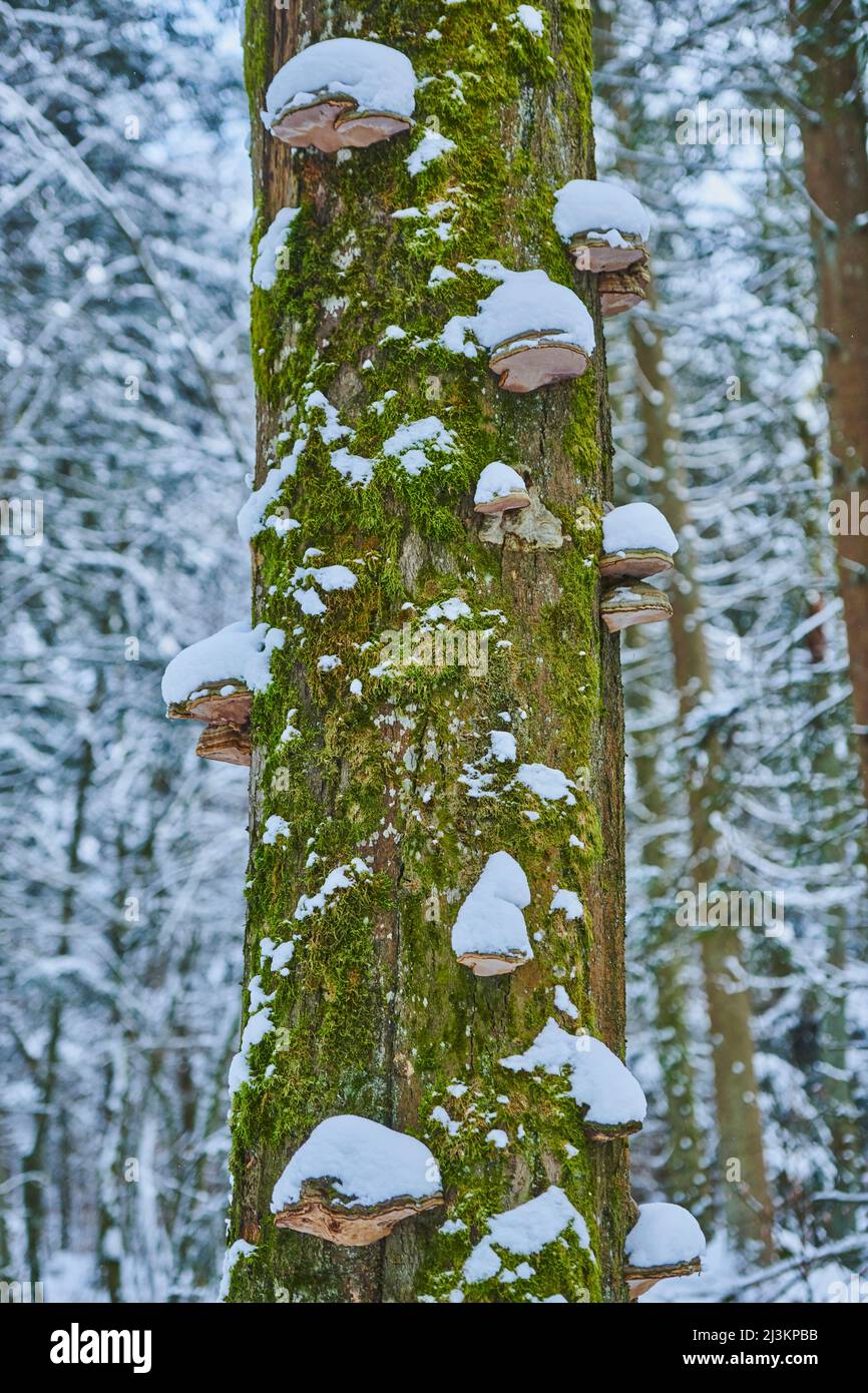 Conk à ceinture rouge (Fomitopsis pinicola) champignon sur un tronc d'arbre de mousse à la réserve naturelle de l'Enfer dans la forêt bavaroise ; Haut-Palatinat, Bavière, Allemagne Banque D'Images