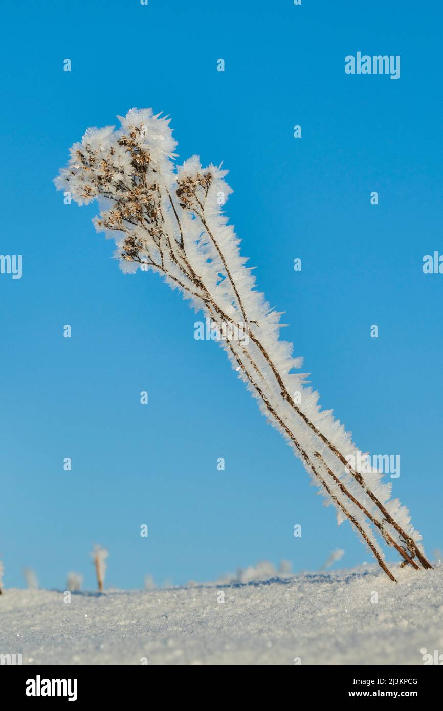 Cristaux de glace sur une plante dormante en hiver; Bavière, Allemagne Banque D'Images