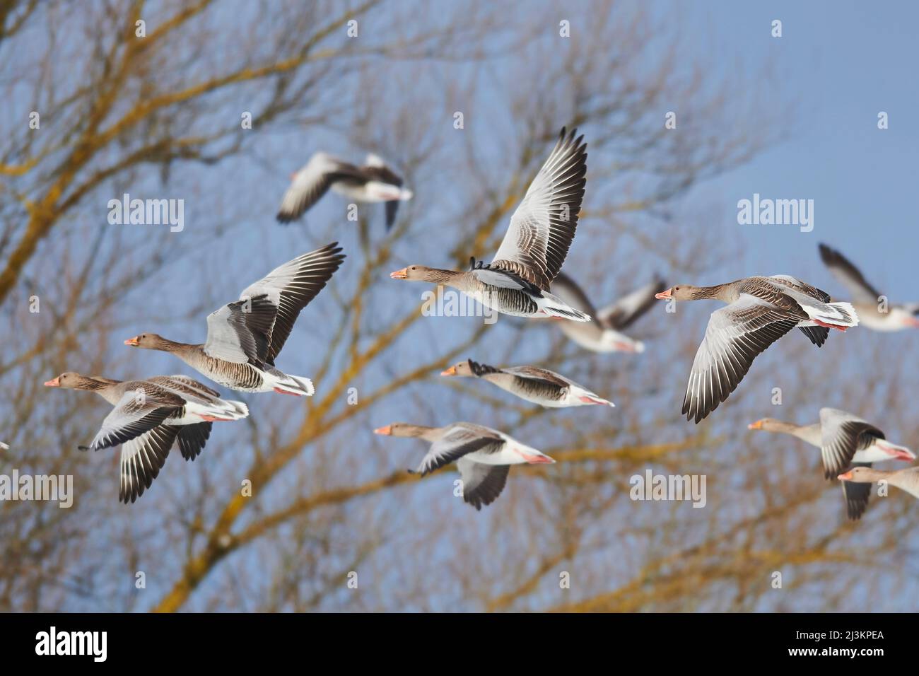 Troupeau d'oies des Graylag ou d'oies des Graylag (Anser anser) en vol; Bavière, Allemagne Banque D'Images