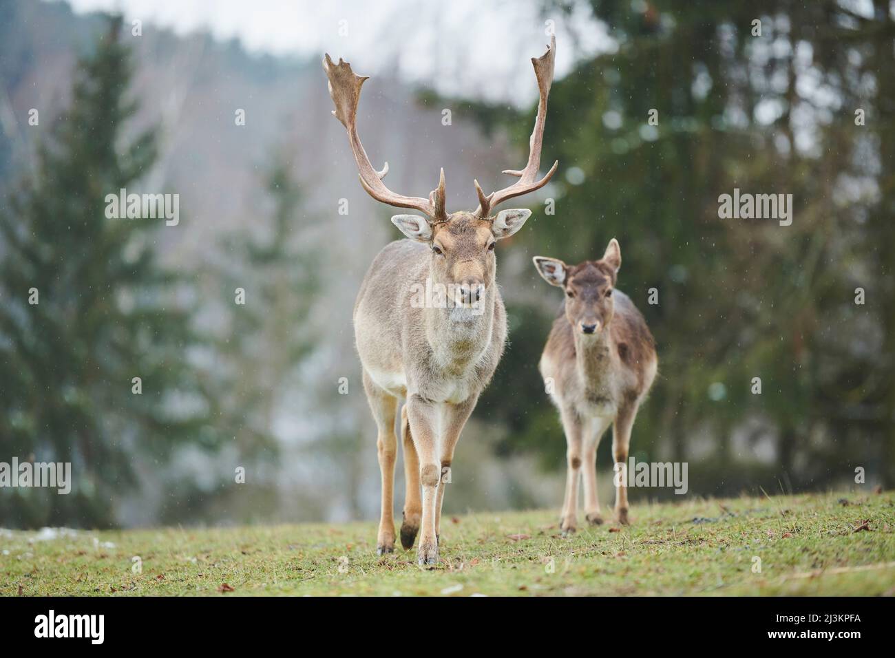 Cerf de Virginie (Dama dama) buck et doe sur un pré; Bavière, Allemagne Banque D'Images