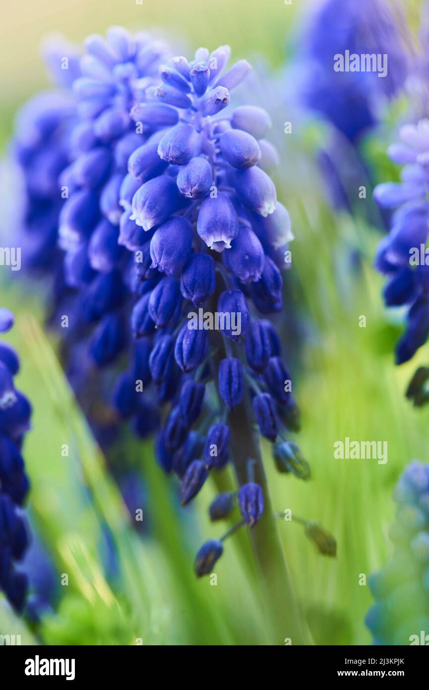 Jacinthe de raisin arménienne ou jacinthe de raisin de jardin (Muscari armeniacum); Bavière, Allemagne Banque D'Images