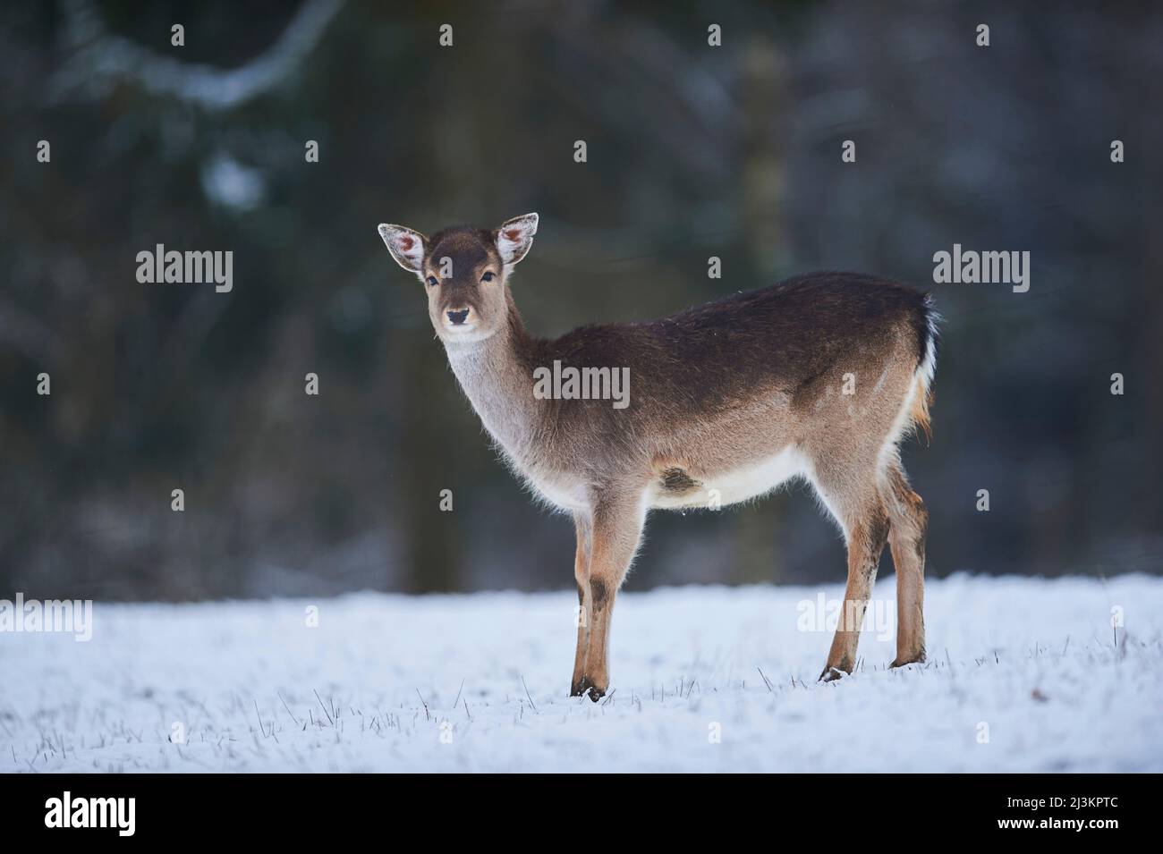 Portrait d'un cerf-de-Virginie (Dama dama) debout sur un pré enneigé, captif; Bavière, Allemagne Banque D'Images