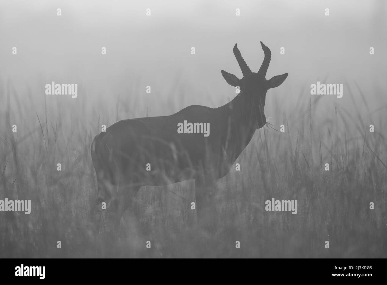 Silhouetted Topi (Damaliscus lunatus jimela) debout dans la longue herbe regardant la caméra, Réserve nationale de Maasai Mara; Narok, Maasai Mara, Kenya Banque D'Images