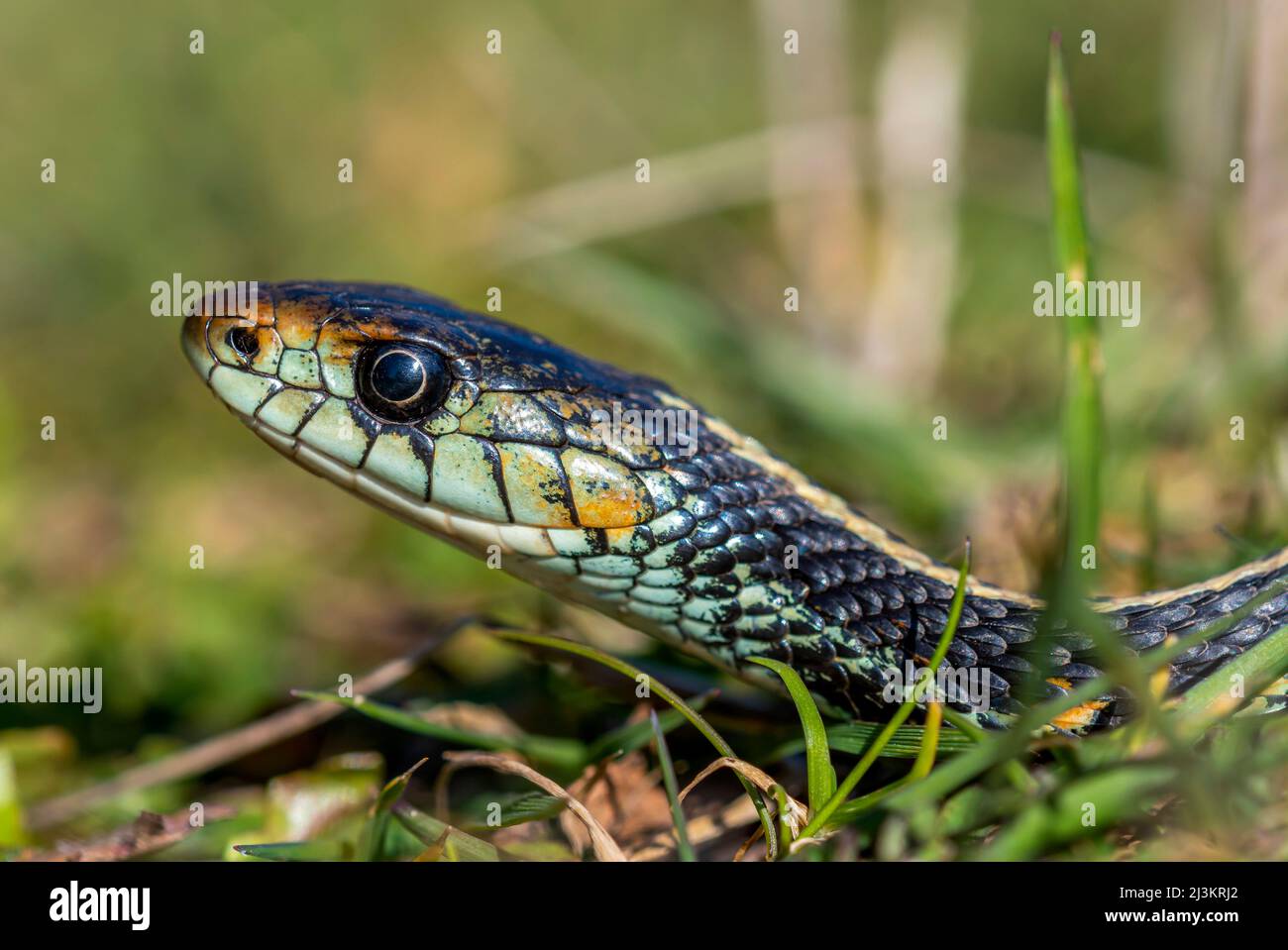 La couleuvre Ã nez terrestre de l'Ouest (Thamnophis elegans) prend un peu de soleil en Oregon; Astoria, Oregon, États-Unis d'Amérique Banque D'Images