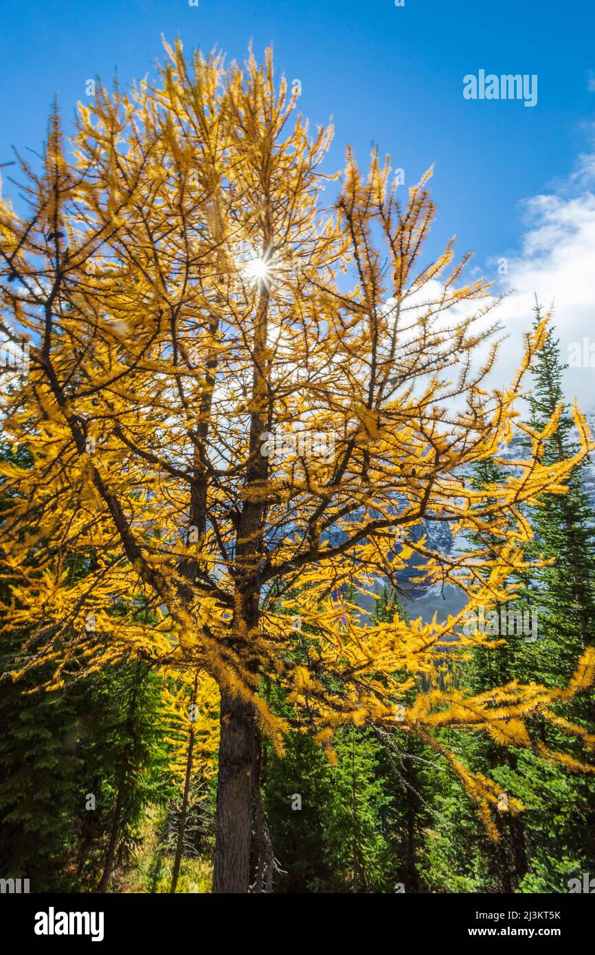 Mélèze doré avec effet solaire le long du sentier du lac Eiffel dans le parc national Banff; Alberta, Canada Banque D'Images