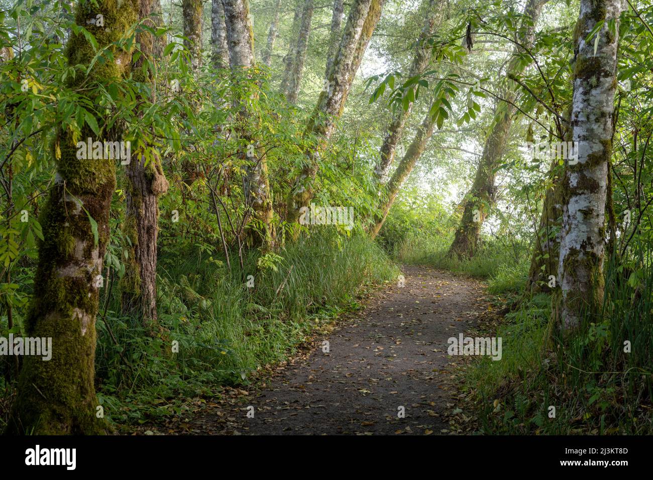 Un sentier de randonnée longe la rivière Netul dans le parc historique national Lewis and Clark, près d'Astoria, Oregon, États-Unis Banque D'Images