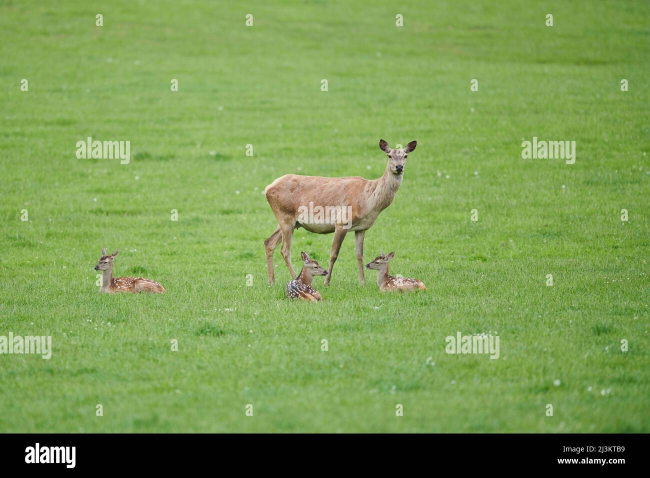 Cerf rouge (Cervus elaphus) avec trois faons sur un pré; Bavière, Allemagne Banque D'Images