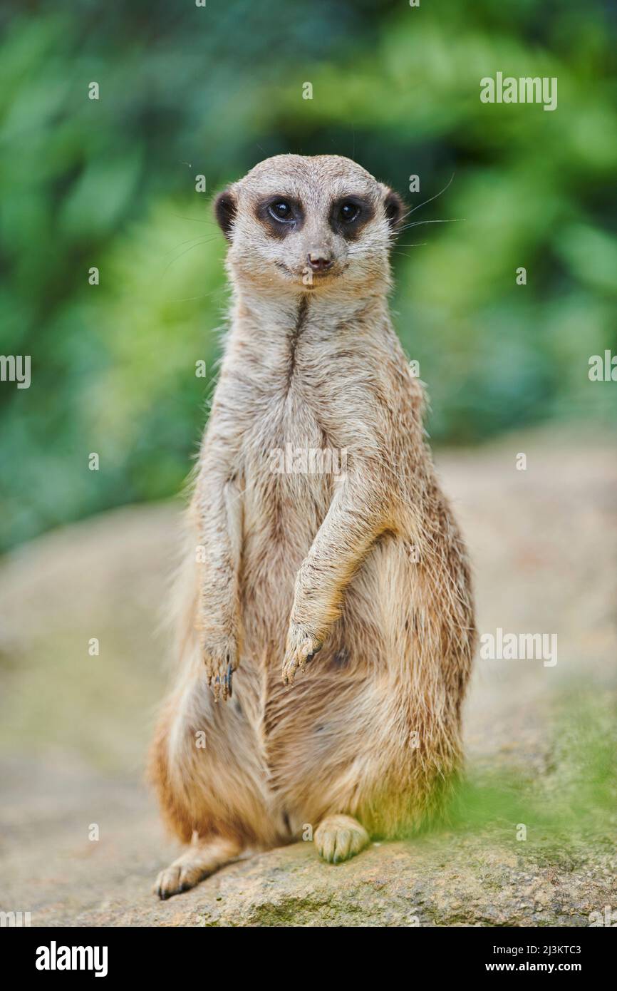 Portrait d'un Meerkat ou d'un suricate (Suricata suricata) regardant la caméra, captive; Bavière, Allemagne Banque D'Images