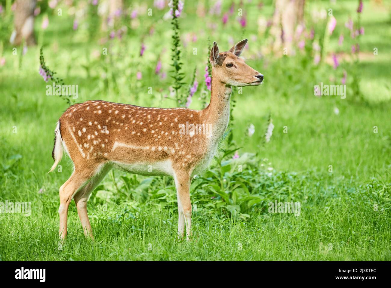 Portrait de doe de cerf de Virginie européen ou de cerf de Virginie (Dama dama); Bavière, Allemagne Banque D'Images