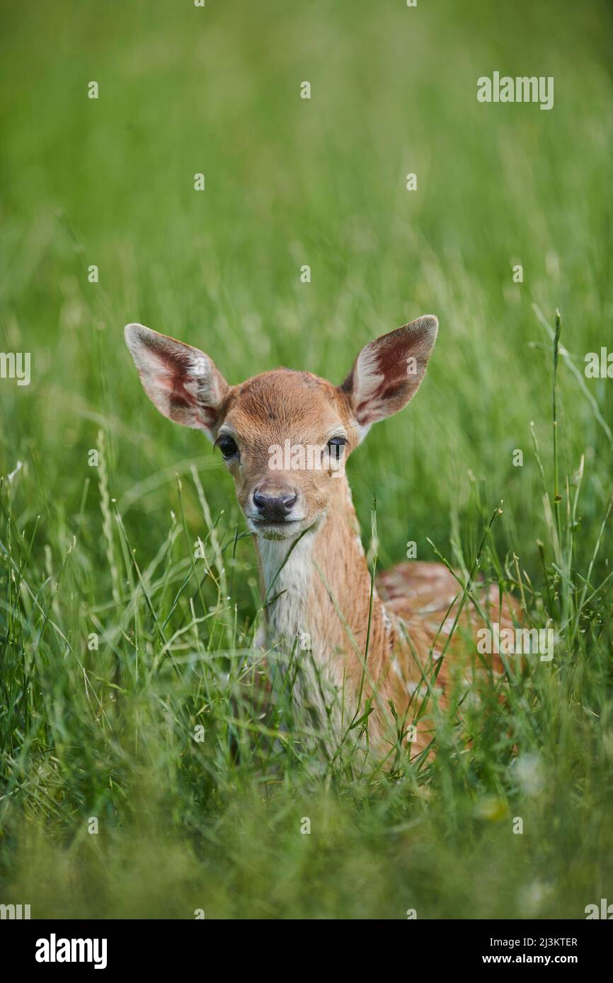 Cerf de Virginie européen ou cerf de Virginie commun (Dama dama) fauve portrait, couché dans l'herbe; Bavière, Allemagne Banque D'Images