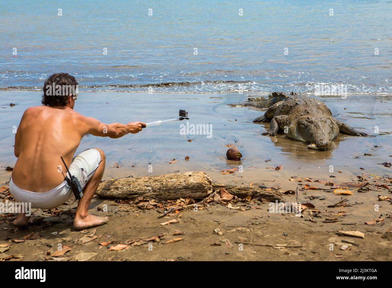 Dans le parc national Isla Coiba, un visiteur utilise une rallonge télescopique fixée à un appareil photo pour photographier un crocodile américain (Crocodylus acutus) à... Banque D'Images