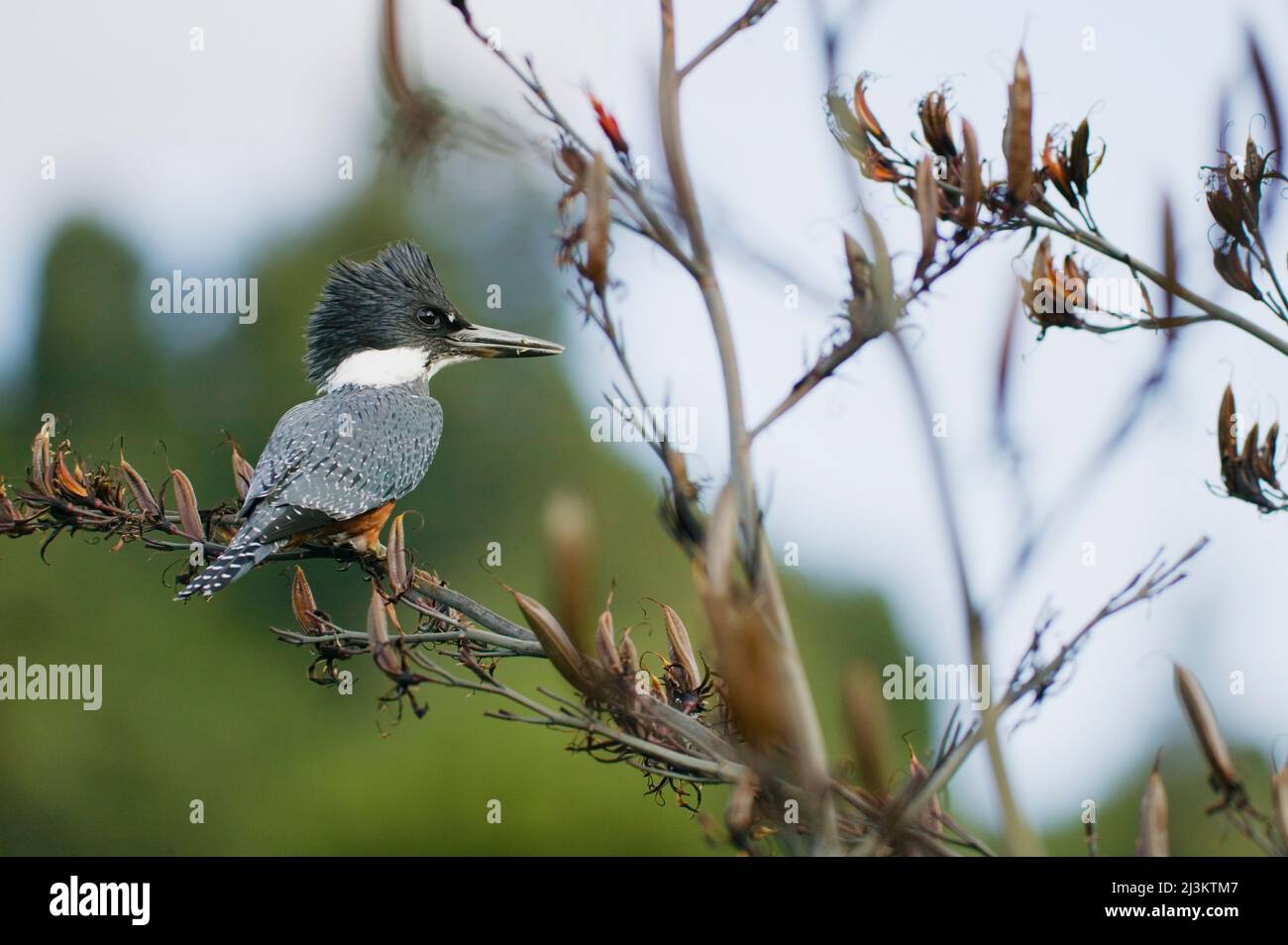 Kingfisher dans le domaine de Termas de Puyehue, près de Parque Nacional Puyehue au Chili; Lakes District, Chili Banque D'Images