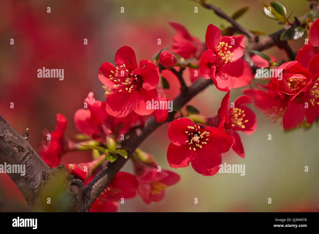 Un coing japonais, espèce Chaenomeles, en fleur, dans le parc Xuanwu, Nanjing, Province de Jiangsu, Chine ; parc Xuanwu, Nanjing, province de Jiangsu, Chine. Banque D'Images