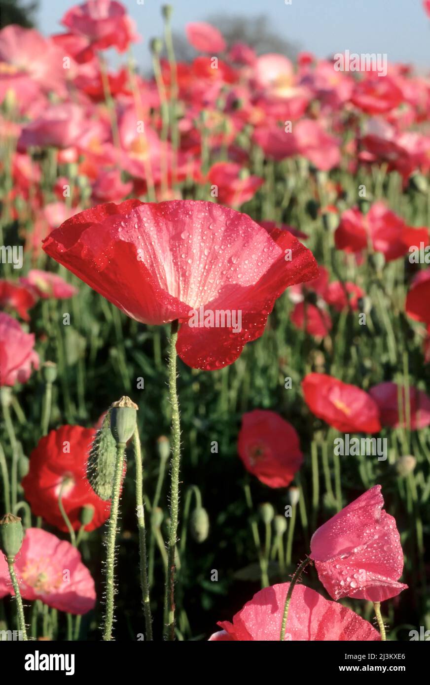 Coquelicot rouge délicat dans un champ de coquelicots sauvages; Oregon, États-Unis d'Amérique Banque D'Images