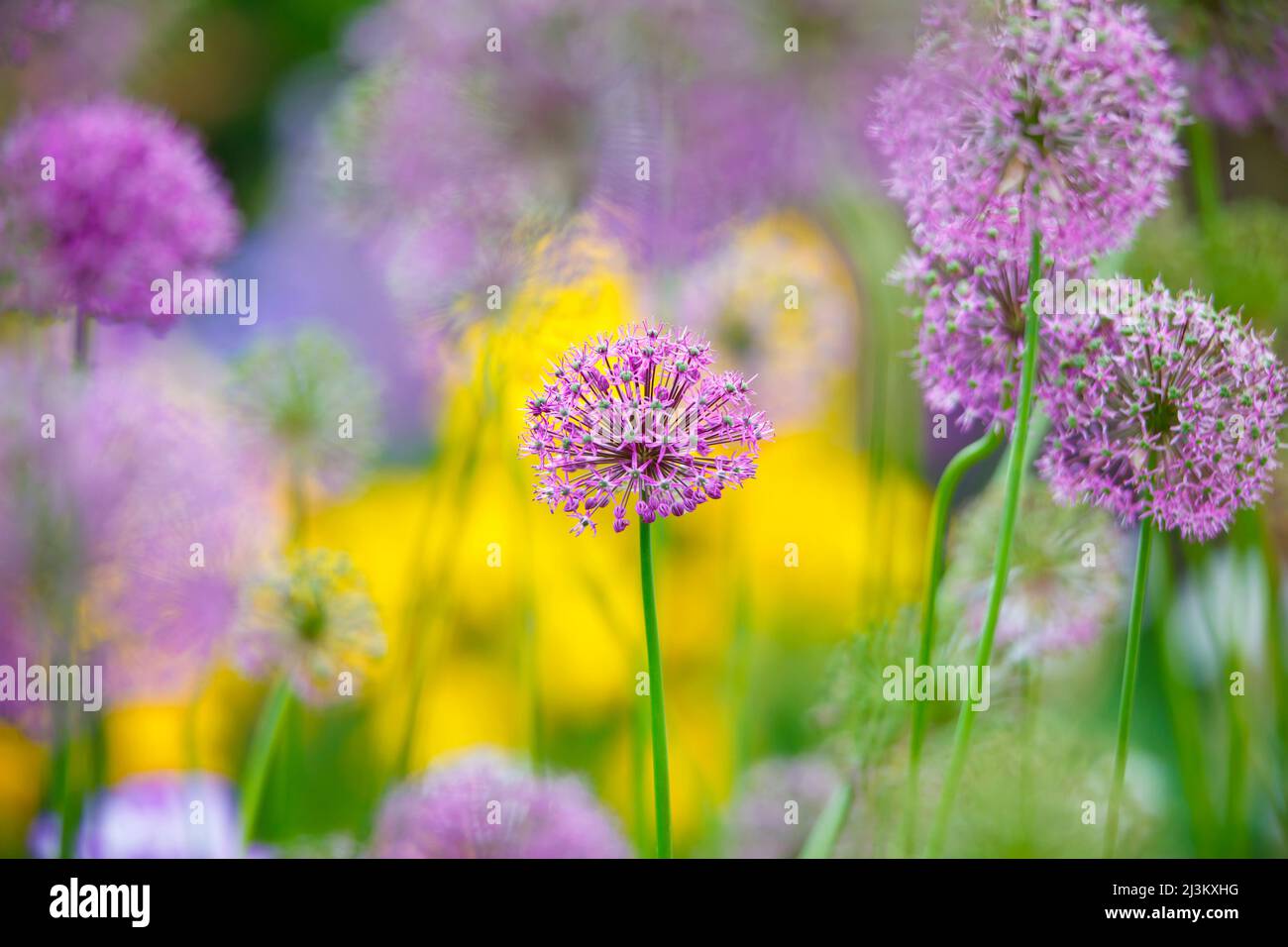 Purple Allium in Bloom, Schreiner's Iris Gardens; Salem, Oregon, États-Unis d'Amérique Banque D'Images