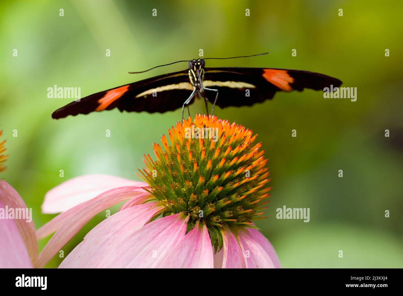 Petit papillon de Postman (Heliconius melpomene) reposant sur la fleur; Oregon, États-Unis d'Amérique Banque D'Images