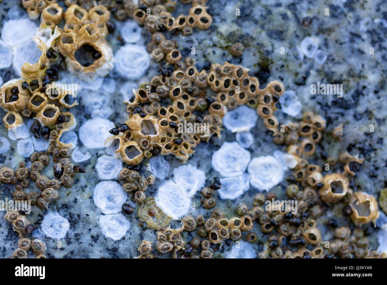 Détail détaillé de la vie marine à la surface d'une roche sur la rive de Sechelt Beach le long de la Sunshine Coast de la Colombie-Britannique, Canada; Colombie-Britannique, Canada Banque D'Images