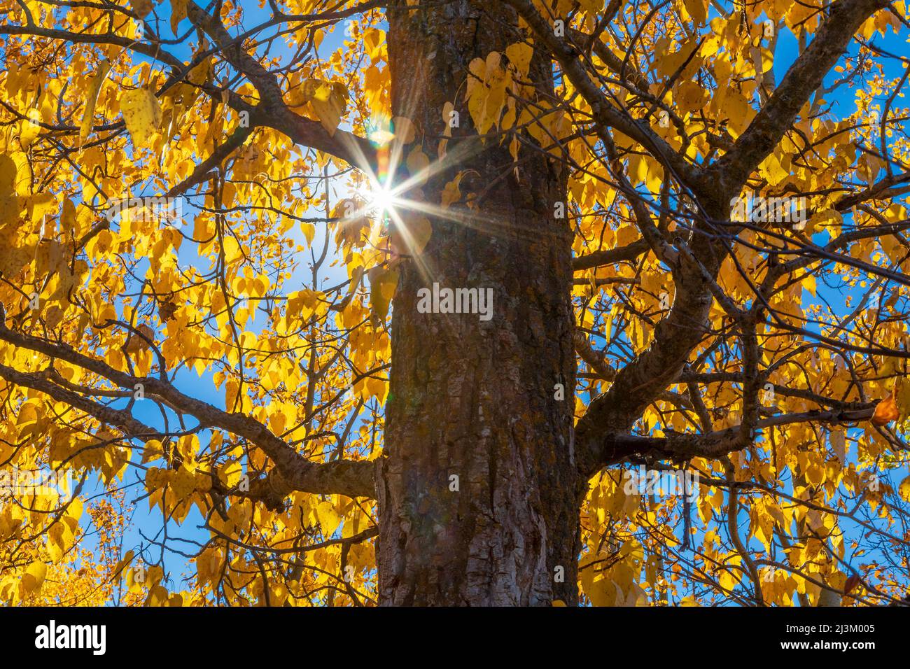 Le soleil éclate à travers le feuillage d'arbre doré; Edmonton, Alberta, Canada Banque D'Images