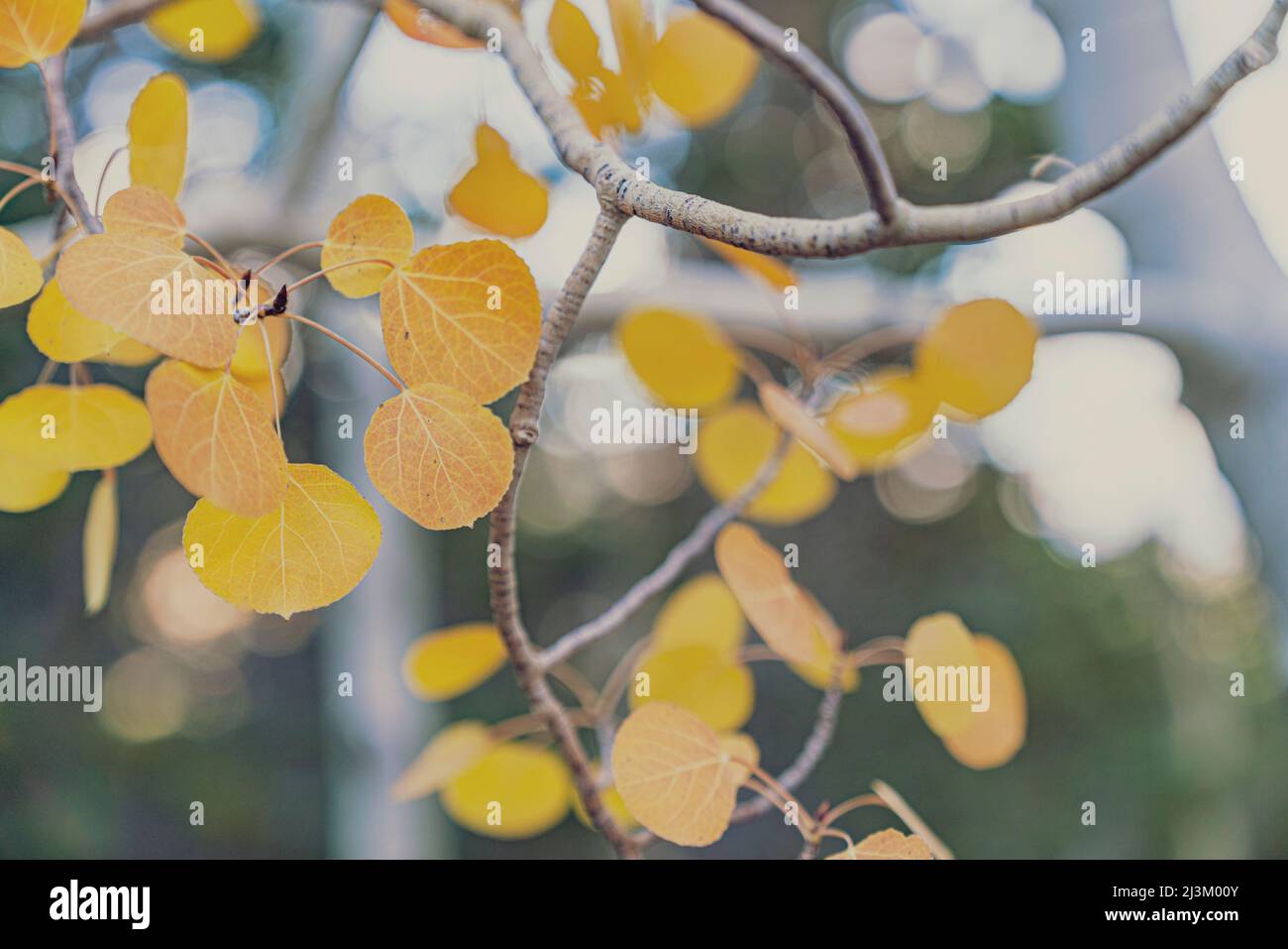 Gros plan du feuillage doré sur un arbre à feuilles caduques avec les détails de la venaison, Rocky Mountain National Park; Colorado, États-Unis d'Amérique Banque D'Images