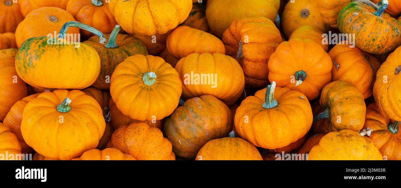 Pile de citrouilles à vendre au marché Jean-talon; Montréal, Québec, Canada Banque D'Images