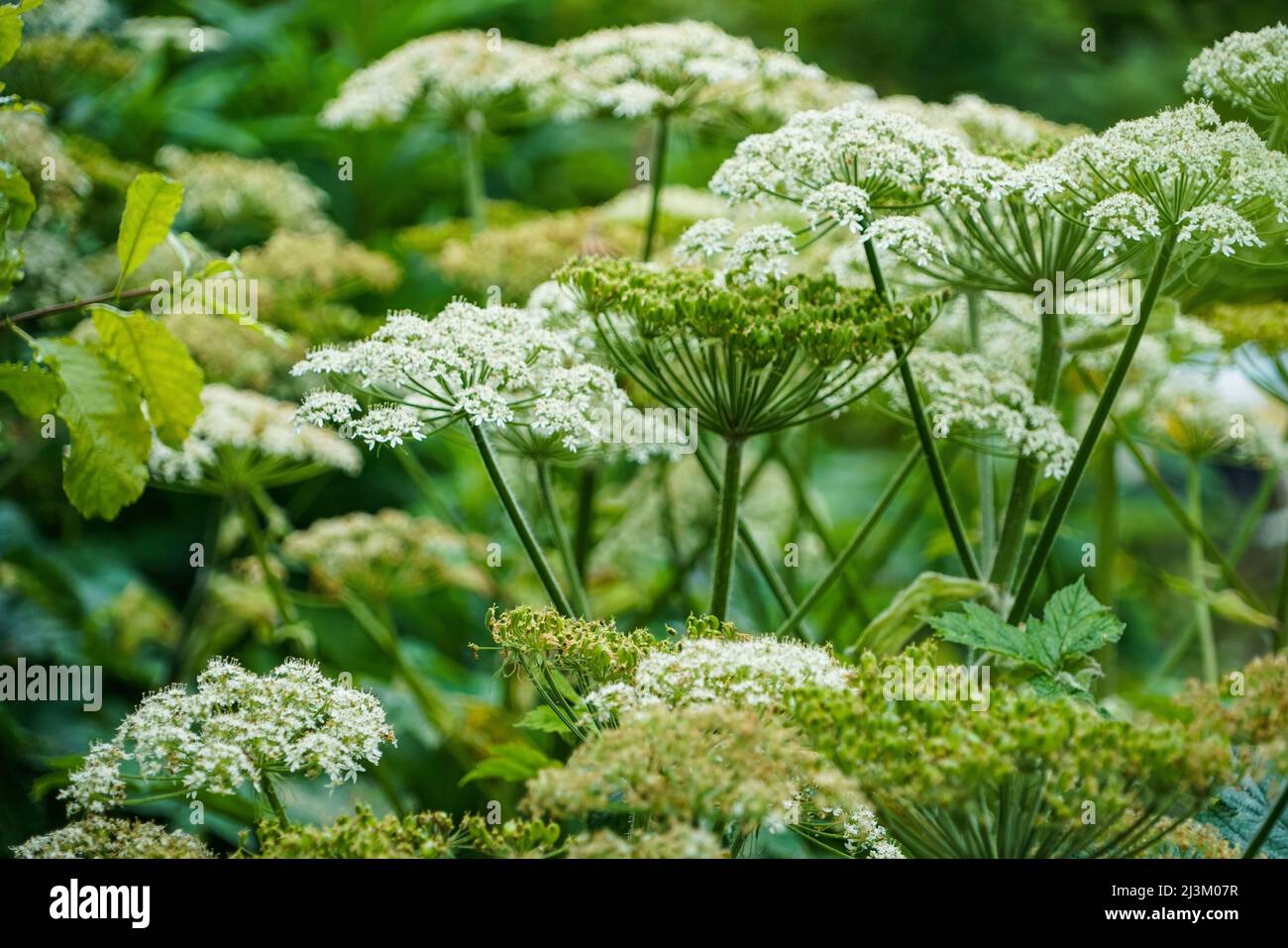 Panais de vache (Heraculum lanatum) également connu sous le nom de céleri indien Banque D'Images