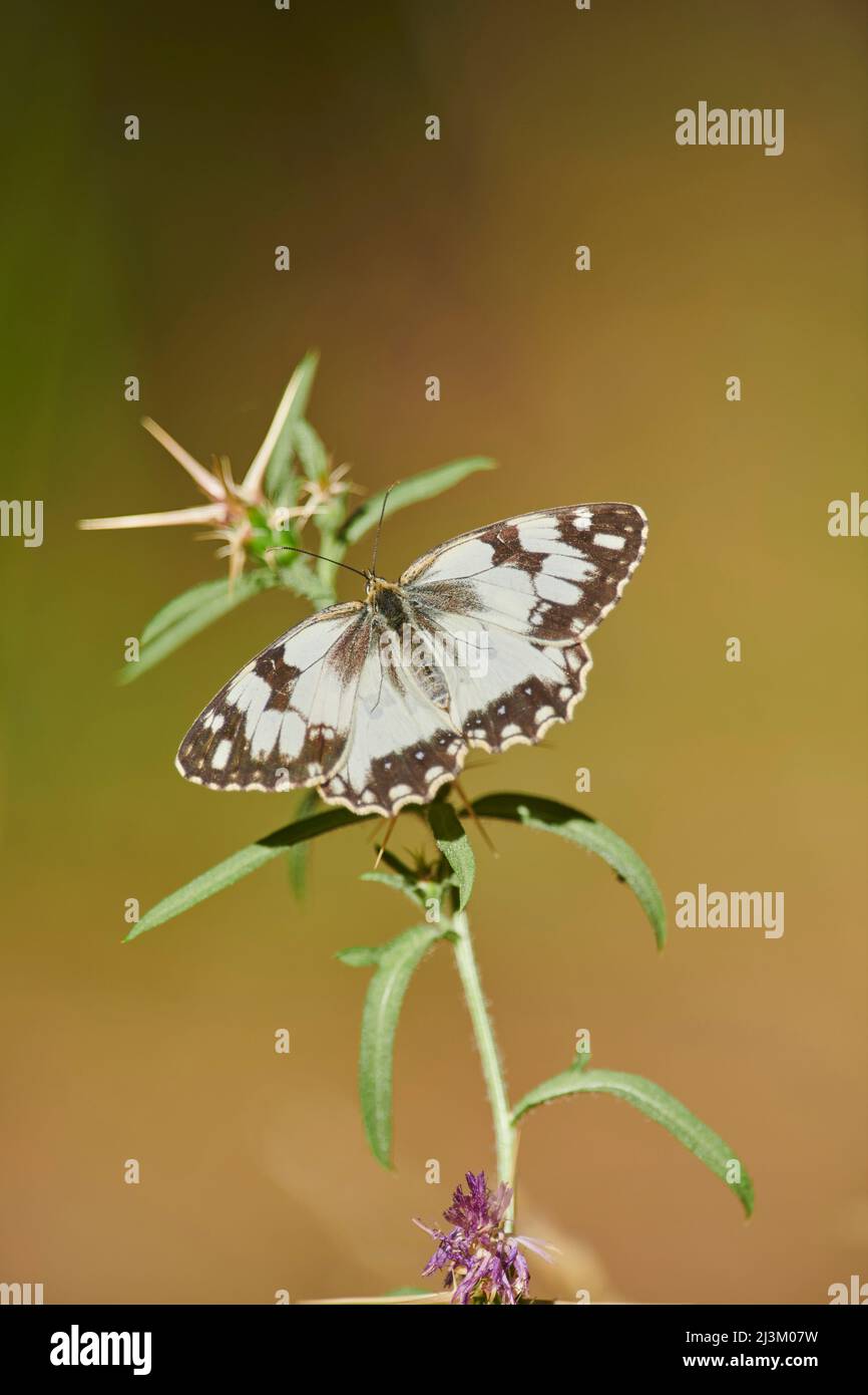 Papillon ibérique blanc marbré (Melanargia lachesis) perché sur une plante; Catalogne, Espagne Banque D'Images
