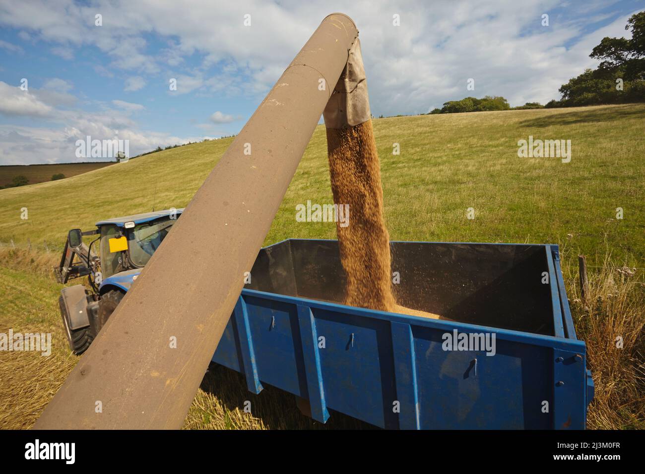 La récolte de blé de la fin de l'été dans le sud-ouest de l'Angleterre; Teignmouth, Devon, Grande-Bretagne. Banque D'Images