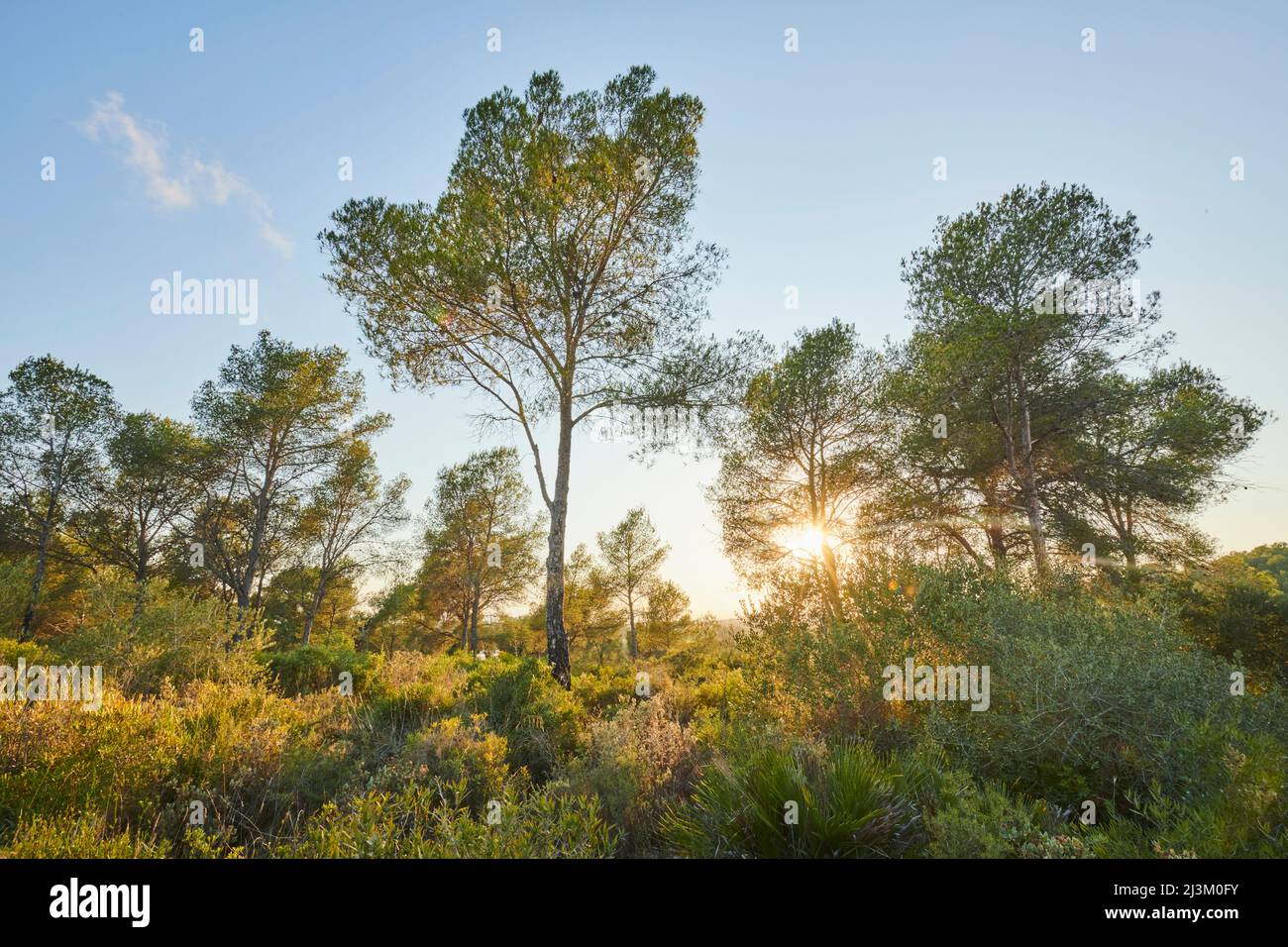 Pins autrichiens ou pins noirs (Pinus nigra) au coucher du soleil; Catalogne, Espagne Banque D'Images