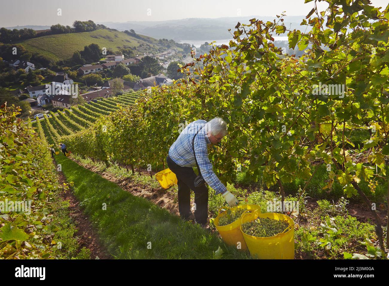 La récolte de raisin d'automne à Devon, dans le sud-ouest de l'Angleterre.; Bishopsteignton, Teignmouth, Devon, Angleterre, Grande-Bretagne. Banque D'Images