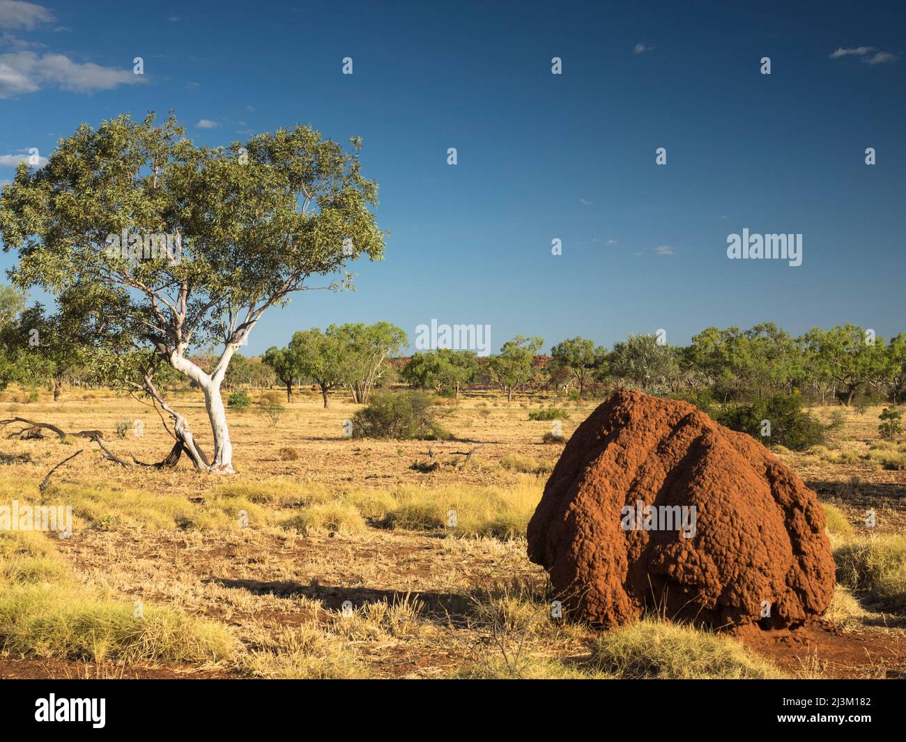 Termite et arbre à gomme, Larrawa, Kimberley Banque D'Images