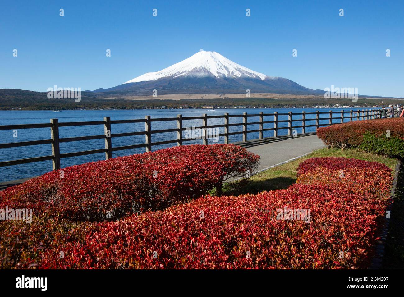 Le Mont Fuji, vu du lac Yamanakakakakako qui est le plus grand des cinq lacs Fuji et a la troisième plus haute altitude de n'importe quel lac au Japon. Il... Banque D'Images