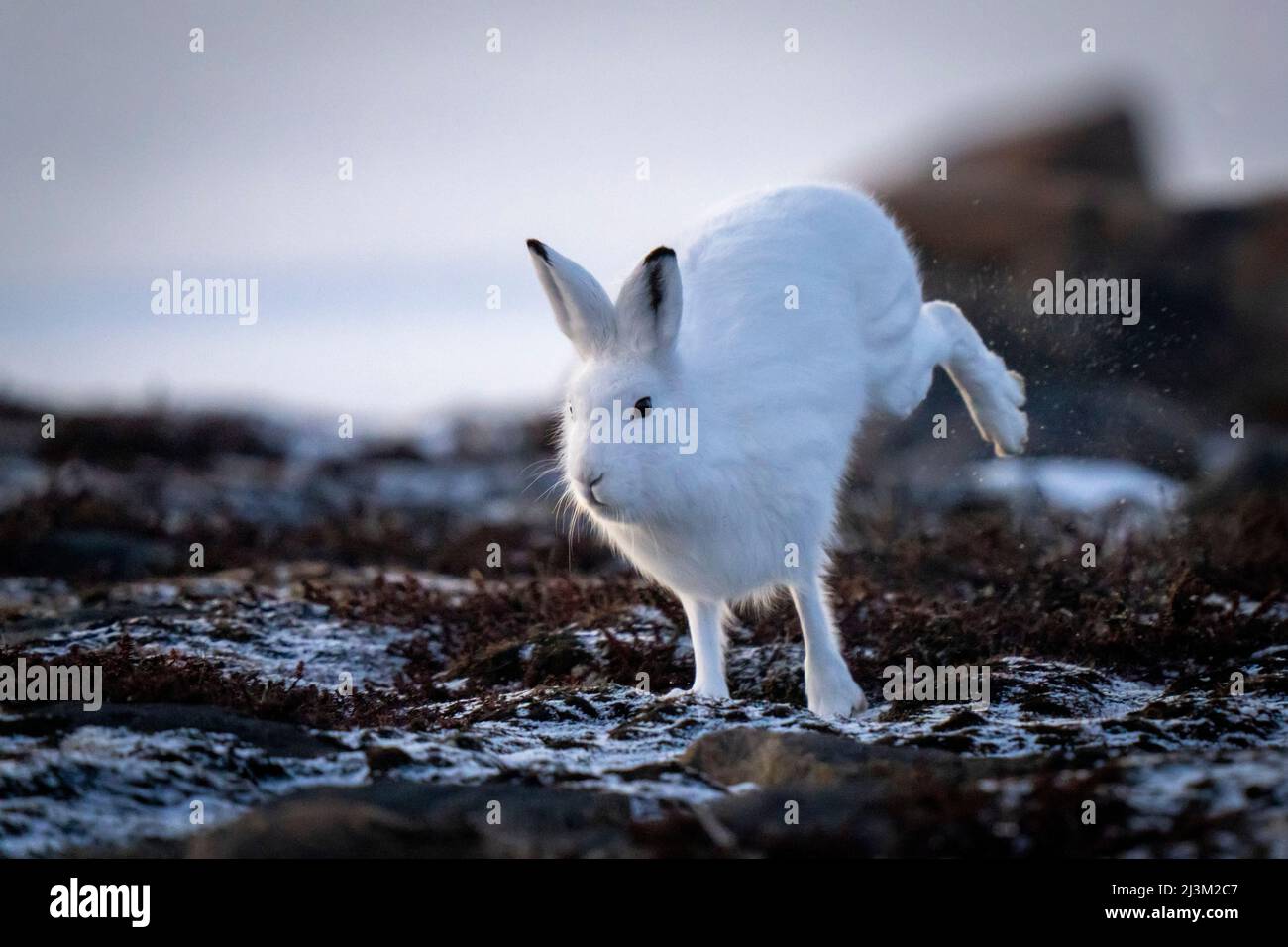 Le lièvre arctique (Lepus arcticus) traverse la toundra qui fait tomber la neige; Arviat, Nunavut, Canada Banque D'Images