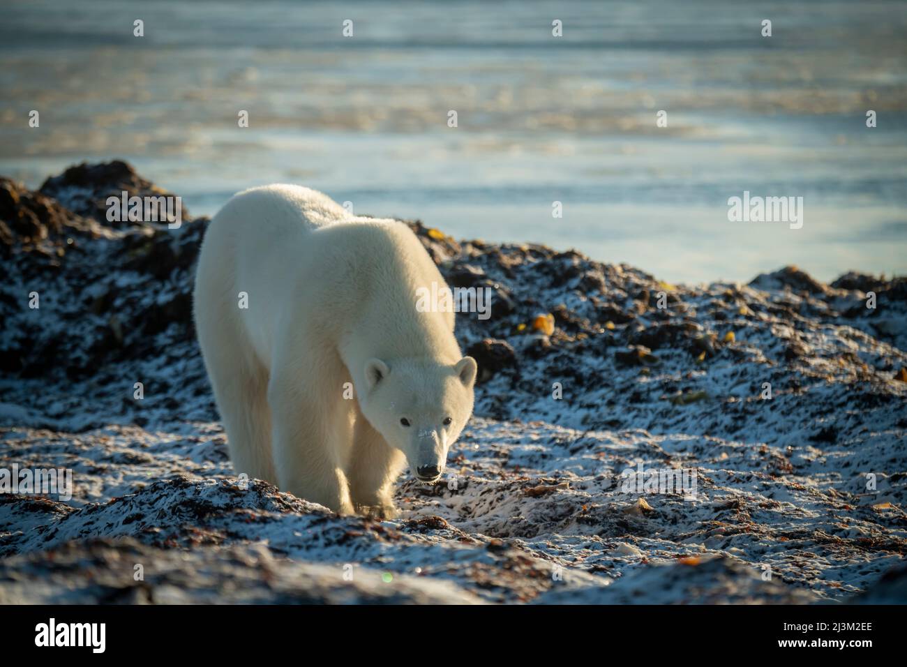 Ours polaire (Ursus maritimus) debout sur des rochers sur le rivage; Arviat, Nunavut, Canada Banque D'Images